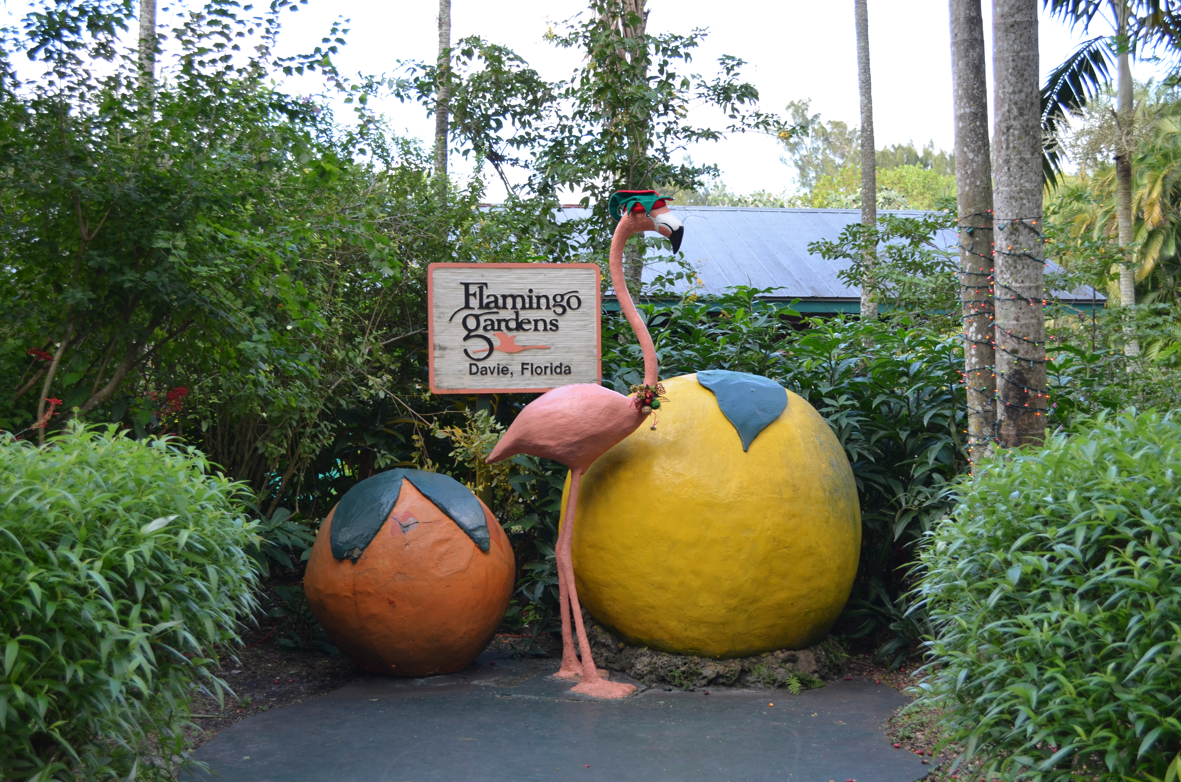./2014/Flamingo Gardens/DSC_8029.JPG